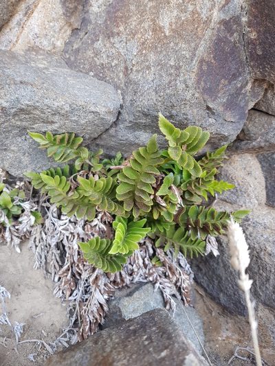 Hymenasplenium trapeziforme, photographed by Danielle Munster