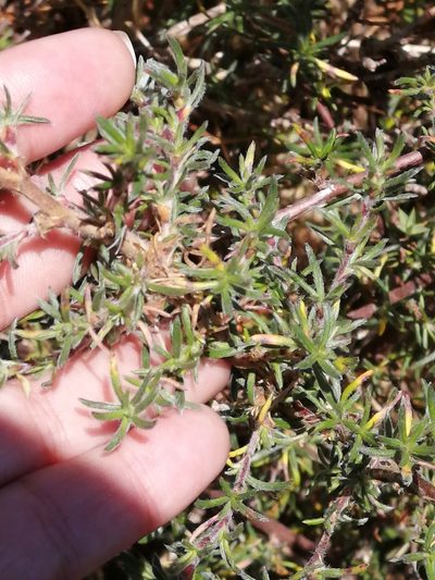 Cliffortia hirta, photographed by sharndreheuvel
