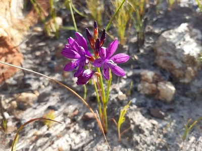 Thereianthus bracteolatus, photographed by douglaseustonbrown