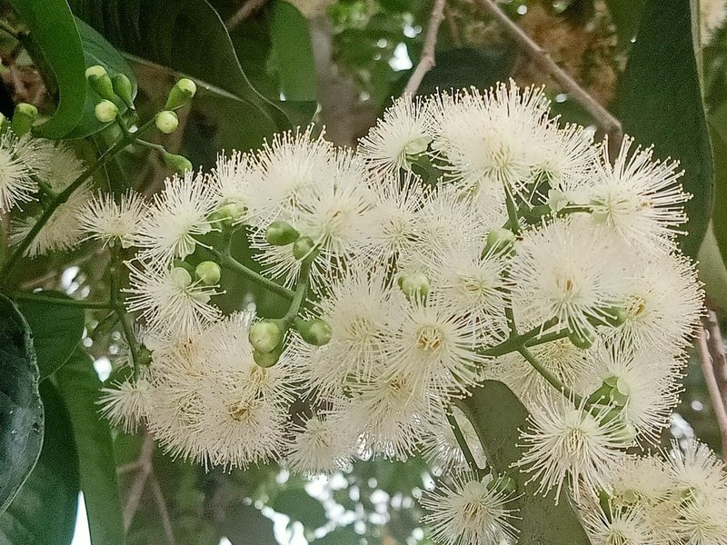 Syzygium grande, photographed by Ong Jyh Seng