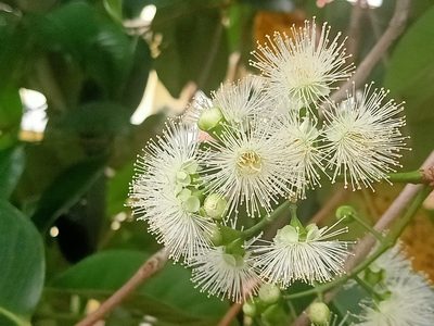 Syzygium grande, photographed by Ong Jyh Seng