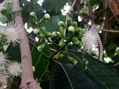 Syzygium grande, photographed by Ong Jyh Seng