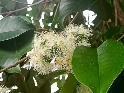 Syzygium grande, photographed by Ong Jyh Seng