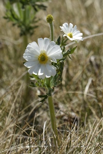 Ranunculus anemoneus, photographed by Tim