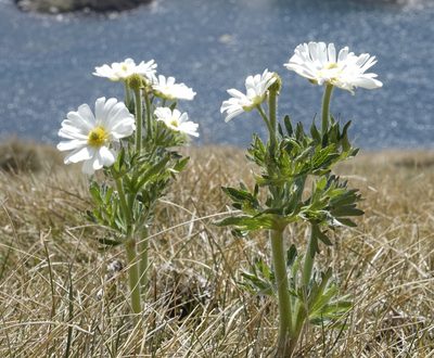 Ranunculus anemoneus, photographed by Tim