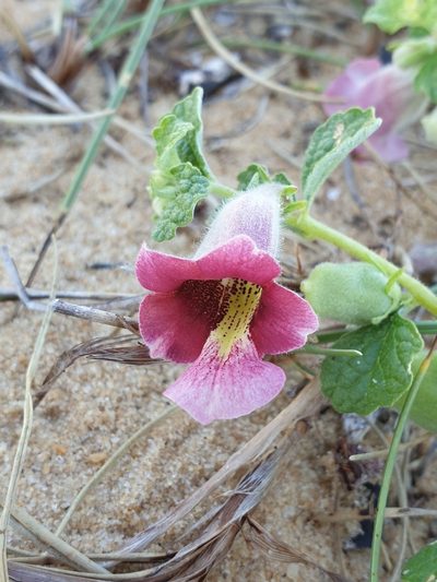 Sesamum prostratum, photographed by Aravinth