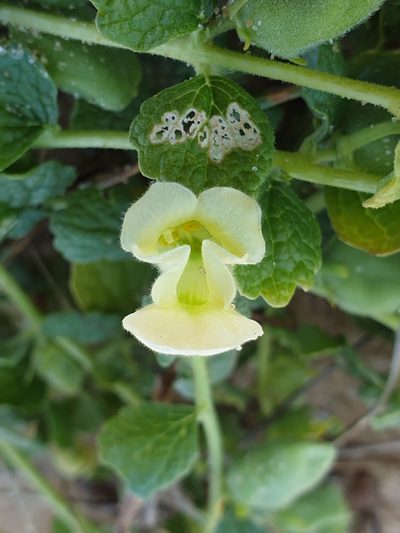 Sesamum prostratum, photographed by Aravinth