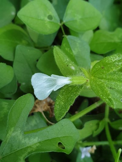 Leucas zeylanica, photographed by Aravinth