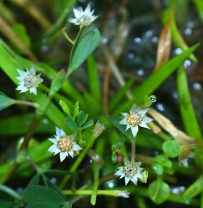 Eriocaulon xeranthemum, photographed by Shiwalee Samant