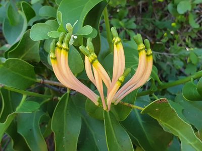 Dendrophthoe falcata, photographed by Aravinth