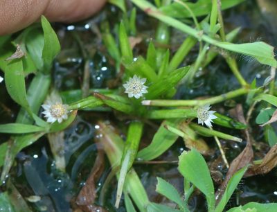 Eriocaulon xeranthemum, photographed by Shiwalee Samant