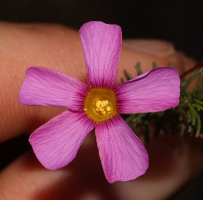 Oxalis confertifolia, photographed by Brian du Preez