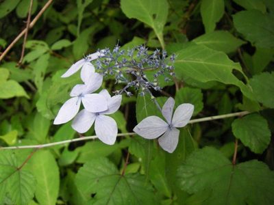 Hydrangea serrata, photographed by Yoshimasa Uchiyama