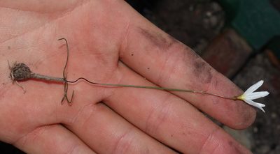 Strumaria spiralis, photographed by Brian du Preez