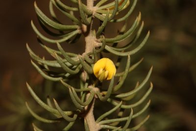 Aspalathus zeyheri, photographed by Brian du Preez
