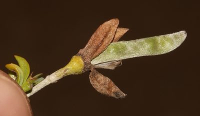 Argyrolobium pachyphyllum, photographed by Brian du Preez