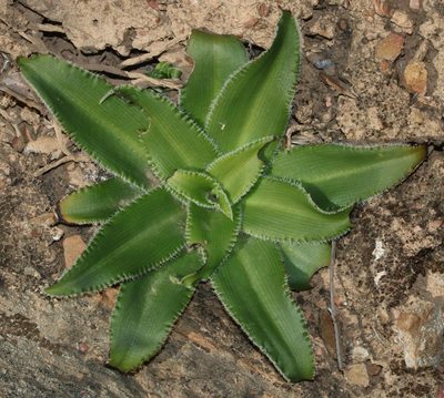 Chlorophytum crispum, photographed by Brian du Preez