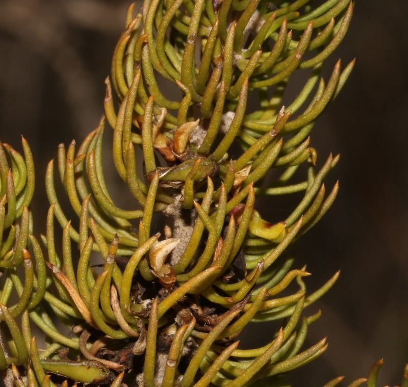 Aspalathus zeyheri, photographed by Brian du Preez