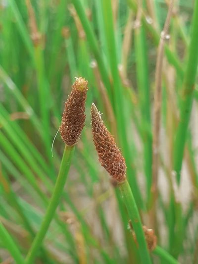 Eleocharis montana, photographed by Juan Manuel Barreneche