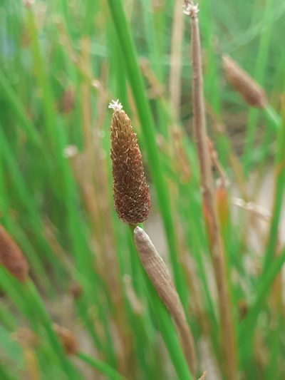 Eleocharis montana, photographed by Juan Manuel Barreneche