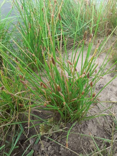 Eleocharis montana, photographed by Juan Manuel Barreneche