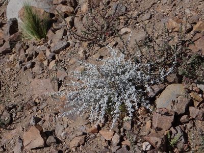 Artemisia mendozana, photographed by Guillermo Debandi