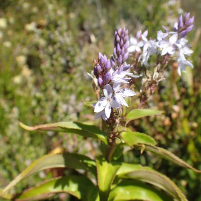Veronica derwentiana, photographed by corunastylis