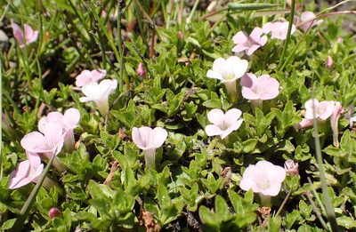 Gratiola pubescens, photographed by corunastylis