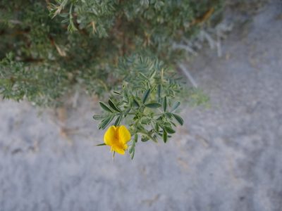 Adesmia volckmannii, photographed by Guillermo Debandi