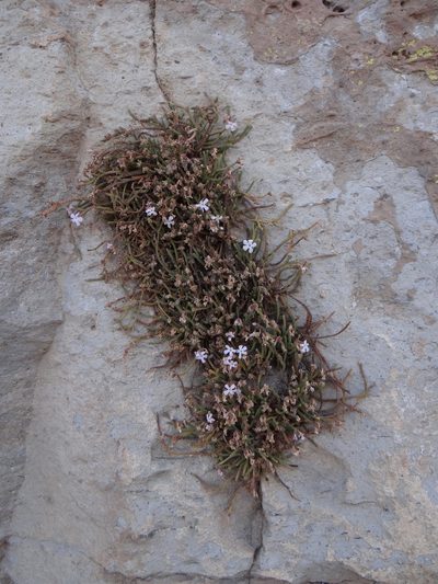 Ourisia microphylla, photographed by Guillermo Debandi