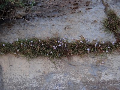Ourisia microphylla, photographed by Guillermo Debandi