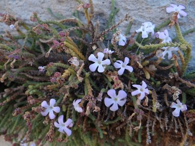 Ourisia microphylla, photographed by Guillermo Debandi