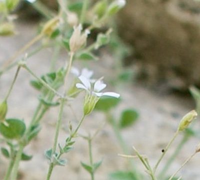 Drymaria debilis, photographed by Bill Levine