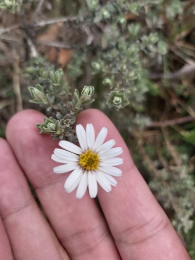 Olearia brevipedunculata, photographed by Tim