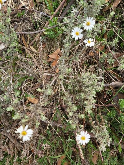 Olearia brevipedunculata, photographed by Tim