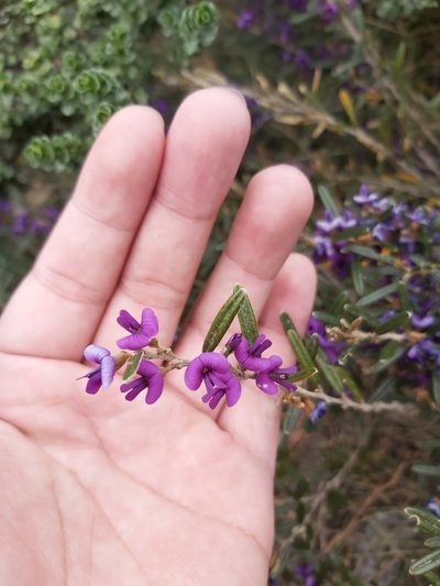 Hovea montana, photographed by Tim