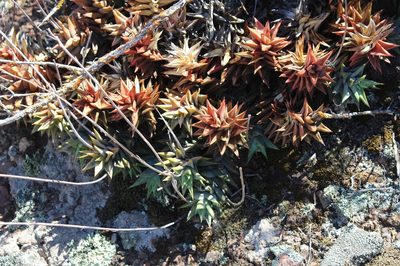 Astroloba rubriflora, photographed by Brian du Preez