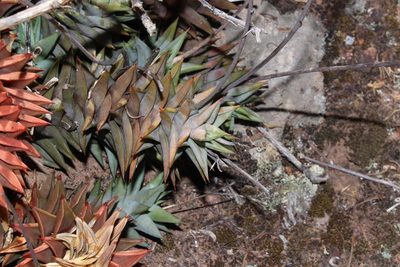 Astroloba rubriflora, photographed by Brian du Preez