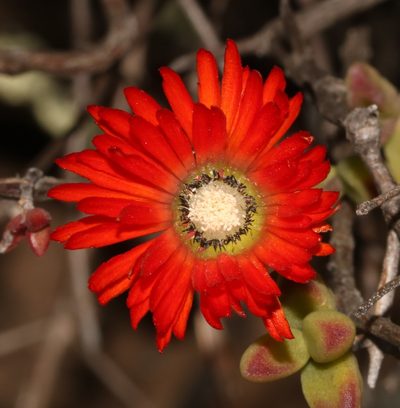 Drosanthemum speciosum, photographed by Brian du Preez
