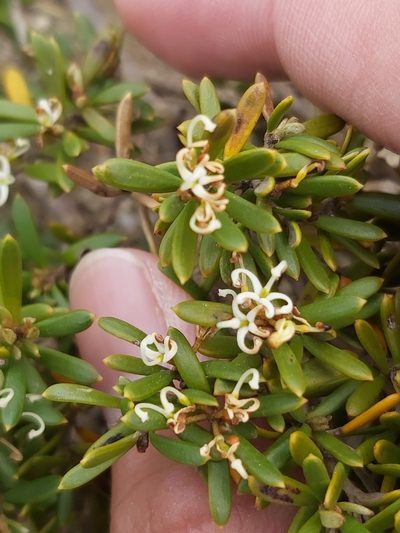 Grevillea australis, photographed by Tim