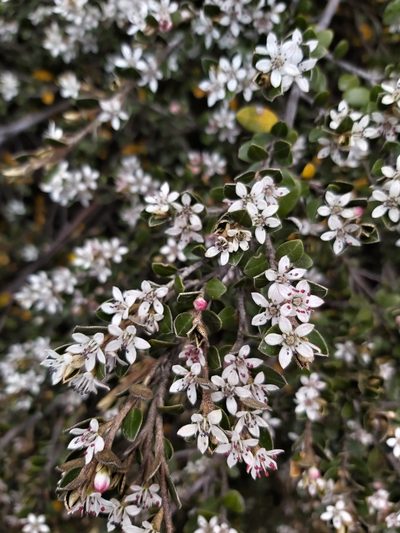 Nematolepis ovatifolia, photographed by Tim