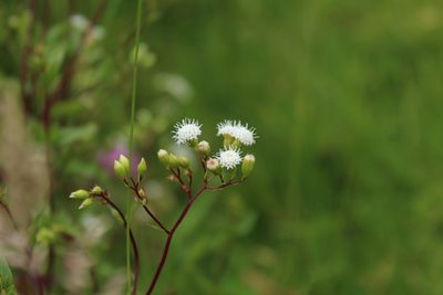 Ageratina gracilis, photographed by Andrés Ramírez-Barrera