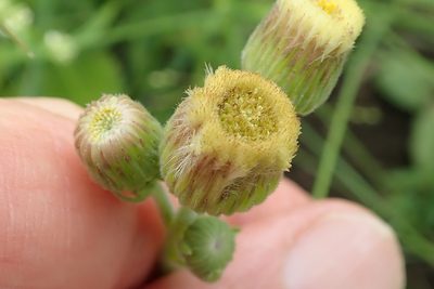 Erigeron primulifolium, photographed by Peter Warren