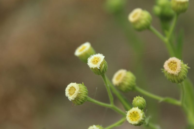 Conyza trihecatactis, photographed by Andrés Ramírez-Barrera