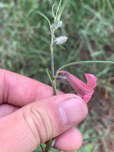 Sesamum triphyllum, photographed by Matthew Fainman