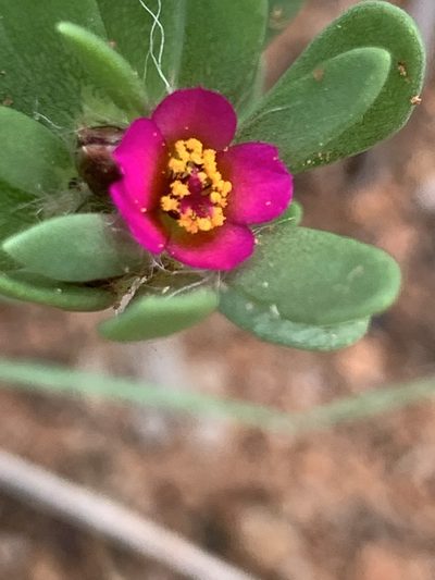 Portulaca obtusa, photographed by Matthew Fainman