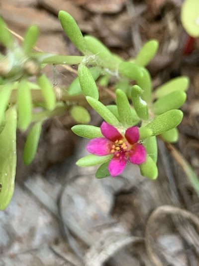 Portulaca obtusa, photographed by Matthew Fainman