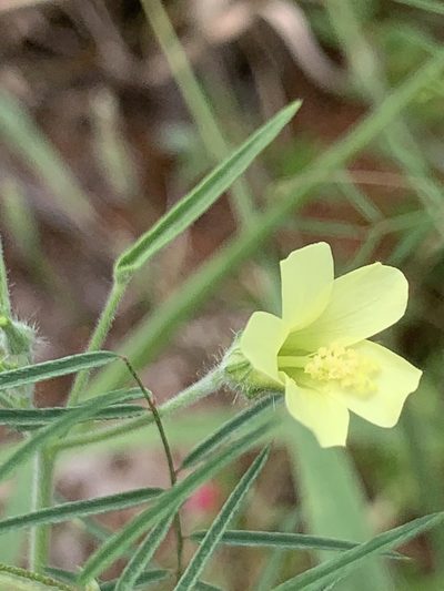 Hibiscus sidiformis, photographed by Matthew Fainman