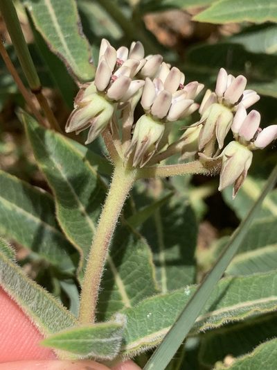 Asclepias meliodora, photographed by Matthew Fainman