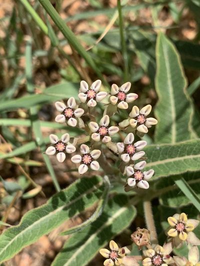 Asclepias meliodora, photographed by Matthew Fainman